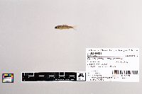 Oncorhynchus tshawytscha image