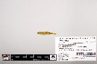 Notropis leuciodus image