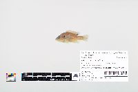 Lepomis cyanellus image