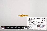 Notropis leuciodus image
