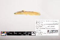 Noturus flavus image