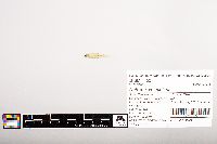 Notropis volucellus image