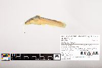 Noturus flavus image