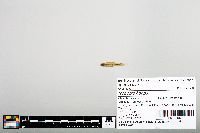 Notropis boops image