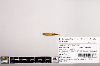 Notropis micropteryx image