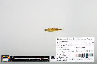 Notropis boops image