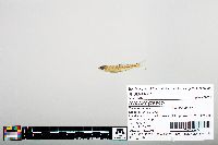 Notropis greenei image