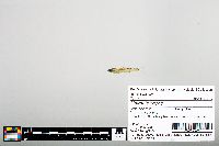 Notropis boops image