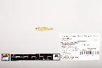 Notropis volucellus image