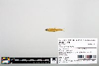 Notropis boops image