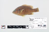 Lepomis cyanellus image