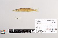 Esox niger image