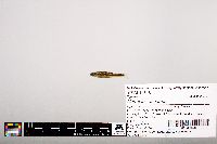 Notropis leuciodus image