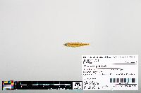 Notropis greenei image