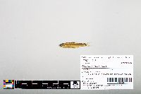 Notropis hudsonius image