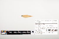 Notropis wickliffi image