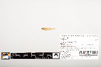 Notropis wickliffi image