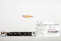 Notropis wickliffi image