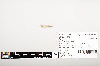 Notropis wickliffi image