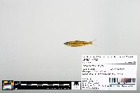Notropis boops image