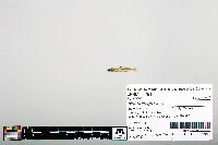 Notropis greenei image
