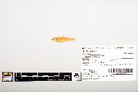 Notropis wickliffi image