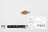 Lepomis cyanellus image