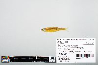 Notropis atherinoides image