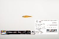 Notropis wickliffi image