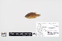 Lepomis cyanellus image