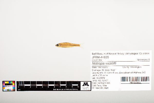 Notropis wickliffi image