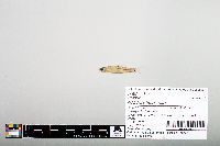 Notropis hudsonius image