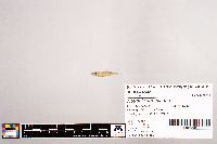 Notropis stramineus image