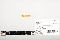 Notropis wickliffi image