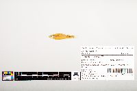 Notropis wickliffi image