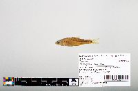 Notropis hudsonius image