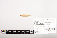 Notropis volucellus image