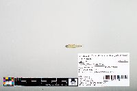Notropis hudsonius image