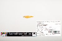 Notropis wickliffi image