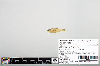 Notropis chihuahua image