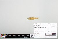 Notropis chihuahua image