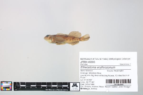 Etheostoma image