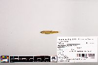 Notropis micropteryx image