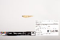 Notropis volucellus image