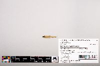 Notropis heterolepis image