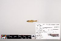 Notropis heterolepis image