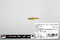Notropis boops image