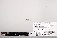 Notropis leuciodus image