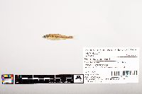 Notropis volucellus image