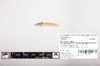 Noturus flavus image